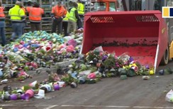 Nông dân Hà Lan gạt nước mắt tiêu hủy hàng nghìn loại hoa vì Covid-19