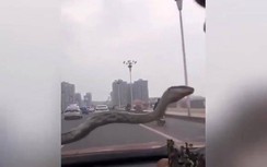 Hoảng hồn khi bất ngờ thấy rắn khủng trườn trên kính chắn gió ô tô