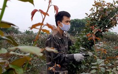 Video: Nông dân tại Mê Linh, Hà Nội gạt nước mắt, chặt bỏ hoa vì Covid-19