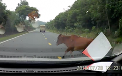 Bất ngờ gặp động vật lao qua đường, lái xe nên xử lý thế nào?