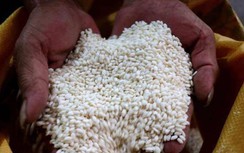 Hải quan mở tờ khai xuất khẩu gạo nếp từ 0h ngày 23/4