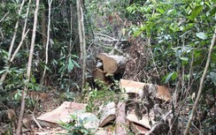 Vụ án nguyên GĐ Sở NN&PTNT Lâm Đồng: "Hô biến" hơn 1.000 ha đất rừng