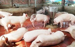 Giá thịt lợn hôm nay 1/5/2020: Tăng vọt trong ngày nghỉ lễ