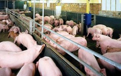 Doanh nghiệp chăn nuôi lợn lãi “khủng” trong mùa dịch Covid-19