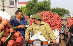 Bắc Giang sẽ miễn phí cách ly các thương nhân Trung Quốc thu mua vải thiều