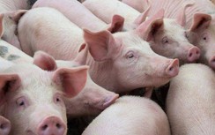 Giá thịt lợn hôm nay 23/5: Lợn hơi lập đỉnh mới chưa từng có trong lịch sử