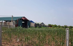 Chương Mỹ, Hà Nội: Ai "bảo kê" cho xây dựng trên đất nông nghiệp?