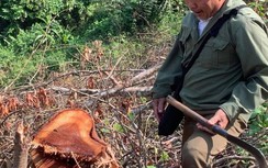 Bắc Kạn: Chính quyền để mặc cho “lâm tặc” phá rừng tự nhiên?