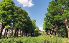 104 cây cổ thụ di dời phục vụ dự án ĐS Nhổn - ga Hà Nội xử lý thế nào?