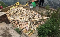 Phục hồi điều tra vụ cá chết hàng loạt ở Hải Dương