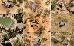 Video: Bí ẩn vụ hàng trăm con voi bỗng lăn ra chết ở Botswana