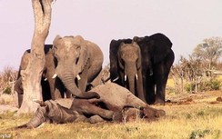 Hé lộ kết quả điều tra bí ẩn voi chết hàng loạt ở Botswana