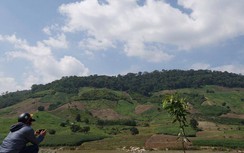 Phát hiện mất gần 3.000 ha rừng ở Gia Lai