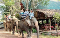 Nữ du khách bị gãy 4 xương sườn trong lúc cưỡi voi ở Đắk Lắk
