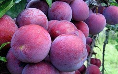 Algeria tạm ngừng nhập khẩu 13 loại trái cây của Việt Nam