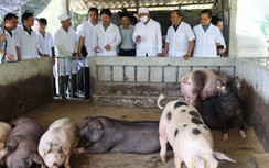 Thịt lợn khó giảm vì chính sách tiếp tay cho "ông lớn" độc quyền?