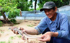 Cận cảnh nông dân Ninh Thuận "làm chơi ăn thật" với con dông vùng cát trắng
