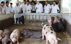 Bộ Công thương lập Đoàn kiểm tra liên ngành mặt hàng thịt lợn