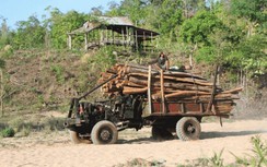 Gia Lai: Phát hiện vụ phá rừng vận chuyển gỗ quy mô lớn lúc rạng sáng