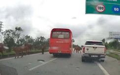 Nguy hiểm gia súc thả rông trên đường