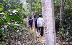 Vụ một hộ dân chặn đường khai thác gỗ: Xử lý chủ tịch huyện nếu chậm trễ