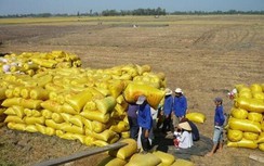 Giá gạo xuất khẩu của Việt Nam tăng kỷ lục trong 2 năm qua