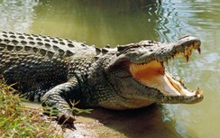 TP.HCM cảnh báo thông tin cá sấu xuất hiện ở bến phà Phú Cường