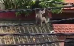 Truy tìm con khỉ lạc trong khu dân cư ở TP.HCM