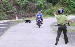 Quảng Trị: Voọc rượt đuổi, cắn người gây nguy cơ tai nạn trên đường HCM