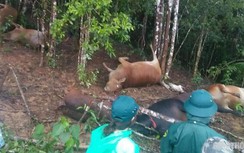 7 con bò bị sét đánh chết cùng lúc ở Quảng Nam