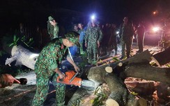 Sạt lở đất ở Quảng Nam: Tìm thấy 8 thi thể ở Trà Vân, 8 ở Trà Leng