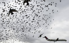 Làm cách nào ngăn chim trời tấn công "chim sắt" ở các sân bay?