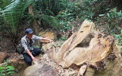 Gia Lai: 5 năm mất trên 8.500 ha rừng