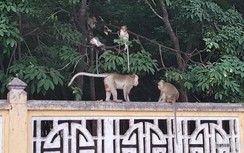 Đàn khỉ ở Tòa thánh Tây Ninh liên tục vào trường học tấn công học sinh