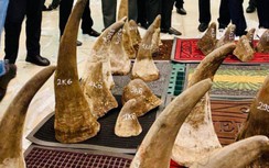 Phát hiện lô hàng 93kg nghi sừng tê giác Châu Phi ở sân bay Tân Sơn Nhất