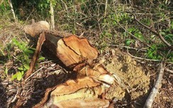 Bắt 2 lãnh đạo Ban Quản lý vì bán rừng phòng hộ