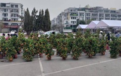Vì sao Quảng Ninh vẫn tổ chức hội hoa xuân và bắn pháo hoa giao thừa?