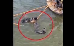 Video: Cảnh chim cốc "càn quét" cá chép khi đi săn với ngư dân
