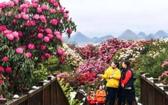 Chùm ảnh: Rừng hoa đỗ quyên rộng 120 km2 bung nở ở Quý Châu, Trung Quốc