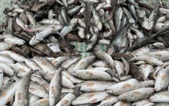 Thanh Hoá: Làm rõ nguyên nhân gần 30 tấn cá chết bất thường ở Nghi Sơn