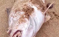 Cá chết bất thường dọc bờ biển ở Nghệ An