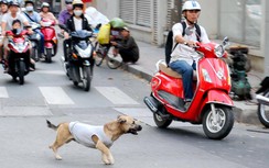 Va phải chó chạy ngang đường gây tai nạn, ai phải bồi thường?
