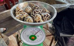 Tạm đóng cửa nhà hàng bán ốc hương giá 1,8 triệu đồng/kg ở Nha Trang