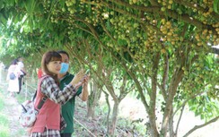 Du khách mê mẩn lạc bước trong vườn dâu trĩu quả ở Cà Mau