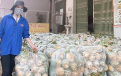 Bắc Giang: Dứa chín vàng đồi, người trồng như "ngồi trên lửa"