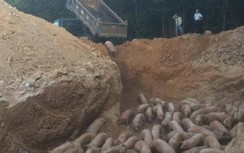 Quảng Trị: Tiêu hủy gần 1.000 con lợn bị dịch tả châu Phi nhập từ Thái Lan