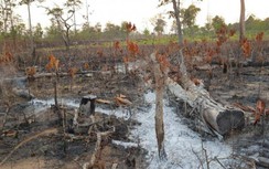 Để doanh nghiệp phá 630 ha rừng, 2 cựu trưởng ban Quản lý rừng bị truy tố