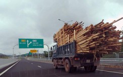 Nhan nhản xe chở gỗ cồng kềnh trên các tuyến đường ở Quảng Ninh