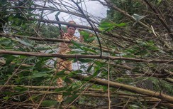 CSGT chặt cành, dọn cây đổ trên cao tốc Pháp Vân - Cầu Giẽ - Ninh Bình