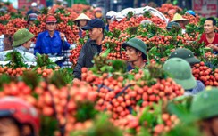 Chính phủ yêu cầu không "ngăn sông, cấm chợ" xe chở vải thiều từ Bắc Giang